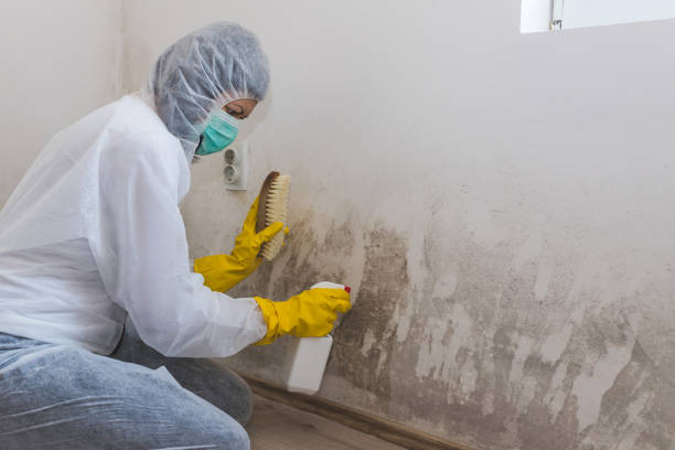 Best HVAC Mold Remediation in Baton Rouge, LA