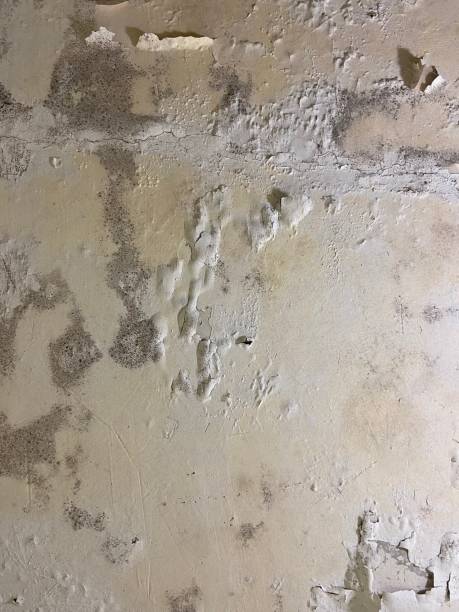  Baton Rouge, LA Mold Removal Pros